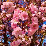 Werderapartment, Und Dz