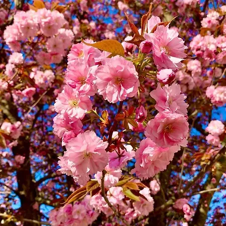 Werderapartment, Und Dz