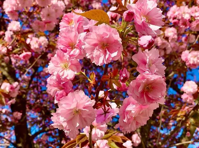 Werderapartment, Und Dz